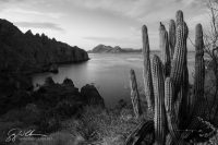 Organ Pipe Cactus, Isla Danzante