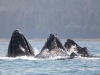 Bubble Net. Employing a feeding strategy unique to Alaska, Humpback Whales form a net of bubbles around herring, then drive to the surface to collect the prize. Frederick Sound, AK.