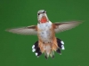 Rufous Hummingbird. A female Rufous in threat display, defending a feeder on woodcarver Vic Cano\'s sailboat, docked at Baranof Warm Springs, Alaska.