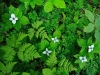 Forest Flora. Bunchberry and bracken fern on the forest floor in Thomas Bay, AK.