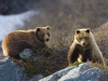 Coastal grizzlies are called Brown Bear. Here a sow and cub on the rocky shore above John Hopkins inlet.