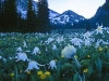 Avalanche lily, Buttercup, Pasque flower, Mt. Rainier. Canon ElanIIe. 24mm T/S. 3 stop ND filter.