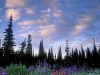 Lousewort, Lupine, Paintbrush. Indian Henry\'s Hunting Ground. Mt. Rainier NP. Canon ElanIIe. 24mm T/S. 3 stop ND filter.