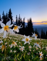 Avalanche Lily Wildflowers
