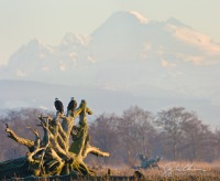 Skagit Delta