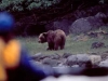 Brown (Grizzly) Bear. A Brown Bear grazes on sedges by a quiet saltwater lagoon on Yakobi Island. A sea kayaker looks on.