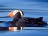 Tufted Puffin. A Tufted Puffin floats on the waters of Sitka Sound near St. Lazaria NWR.