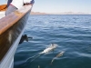 Common Dolphin. After a feeding frenzy near Isla Carmen, Common Dolphin ride the pressure wave off Ursa\'s bow.
