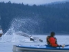 Humpback Whale Tail. Paddling alongside a Humpback Whale in Icy Strait, AK.