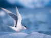 Arctic Tern stretches its wings near South Sawyer Glacier, Tracy Arm, Southeast Alaska.