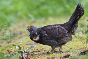 Canon 5D II, 500mm f/4@f/5.0, 1/500 sec, ISO 1600.