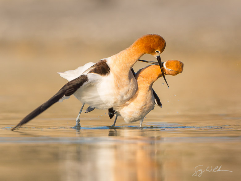 American Avocets, mating ritual. Canon 5D III, 500 f/4L, 1.4x. 1/1000s, f/8, ISO400.
